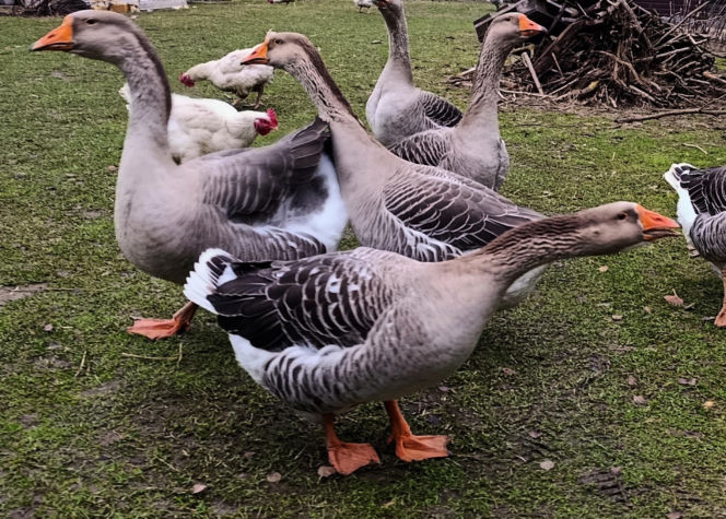 Półroczna Lusia udusiła się w paczce