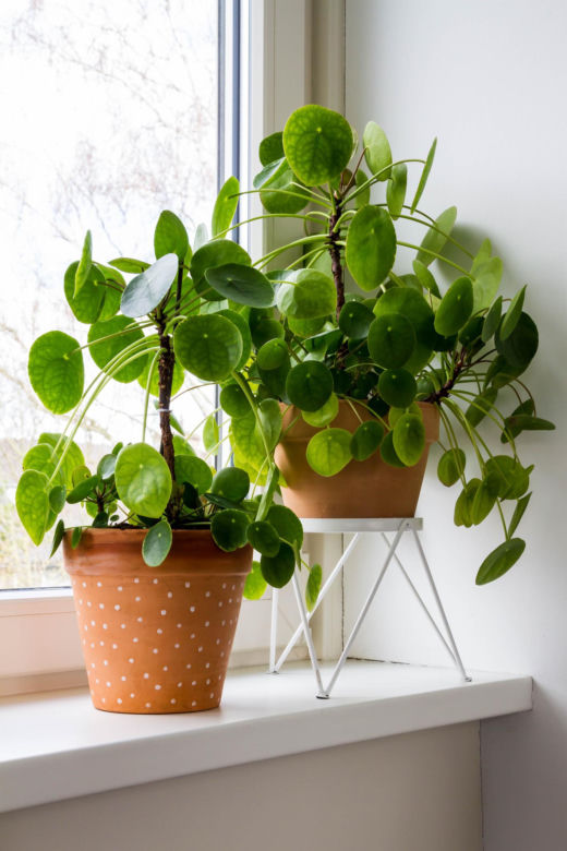 Pilea peperomioides, czyli kwiat pieniążek