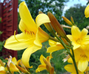 Liliowiec Dumortiera