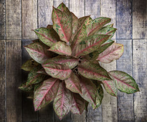 Aglonema