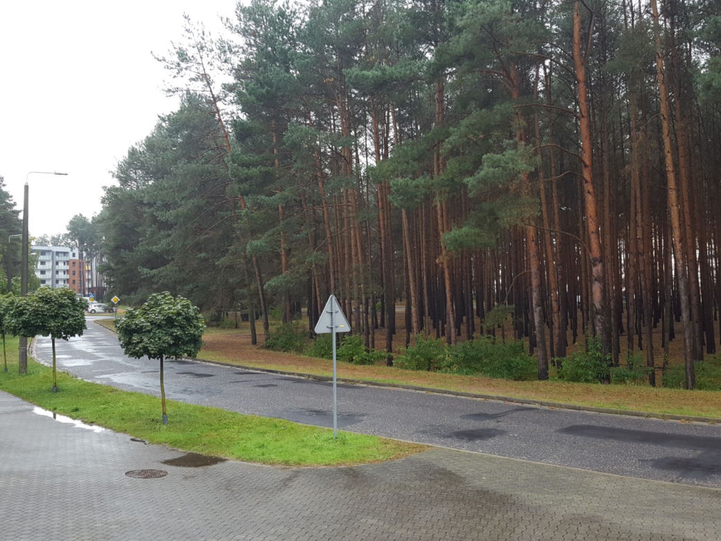 Miał być park, będzie wycinka? Miasto wystawiło na sprzedaż hektar lasu na Rejtana