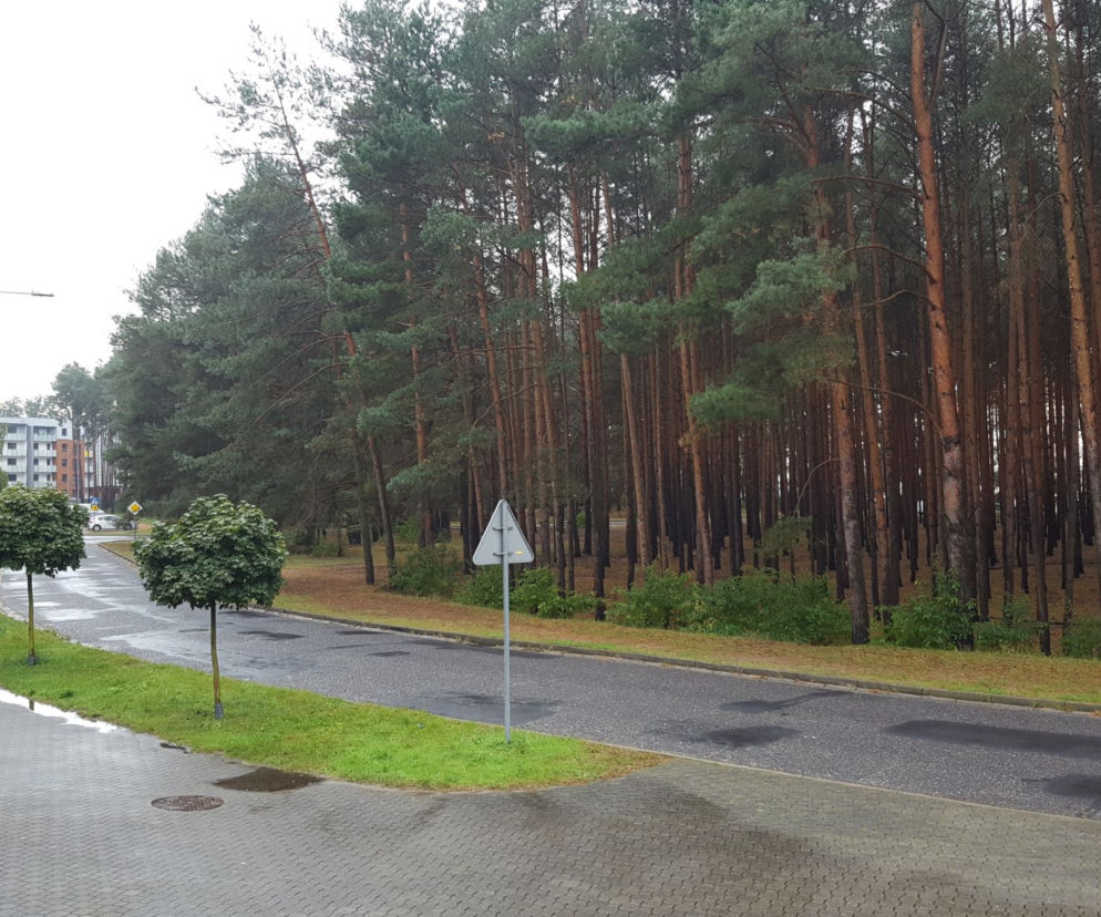 Miał być park, będzie wycinka? Miasto wystawiło na sprzedaż hektar lasu na Rejtana