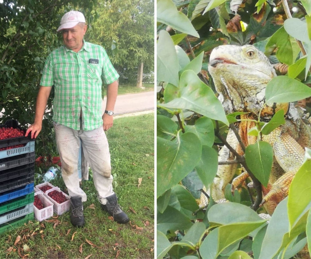 Smok zżerał mi maliny! SZOKUJĄCE odkrycie na plantacji w Hucie Borowskiej [ZDJĘCIA]