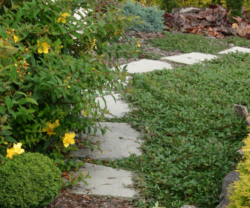 Ciekawy pomysł: krzewy okrywowe zamiast trawnika