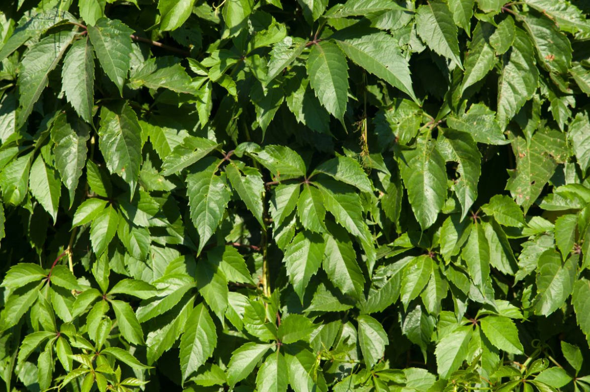 Winobluszcz