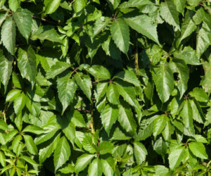 Winobluszcz