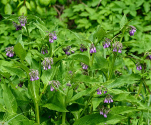 Żywokost lekarski