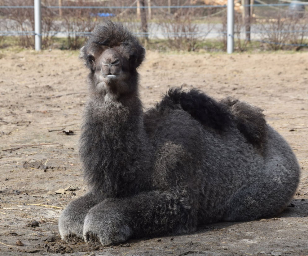 Galia - nowy wielbłąd w poznańskim ZOO