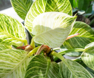 Filodendron 'Birkin' - sprawdź, dlaczego warto go mieć