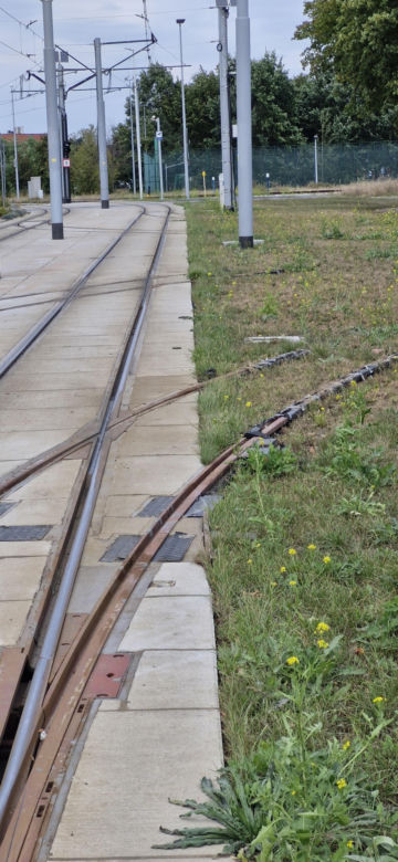 Tory prowadzą na trawnik. Taki widok przy ul. Legionów w Toruniu