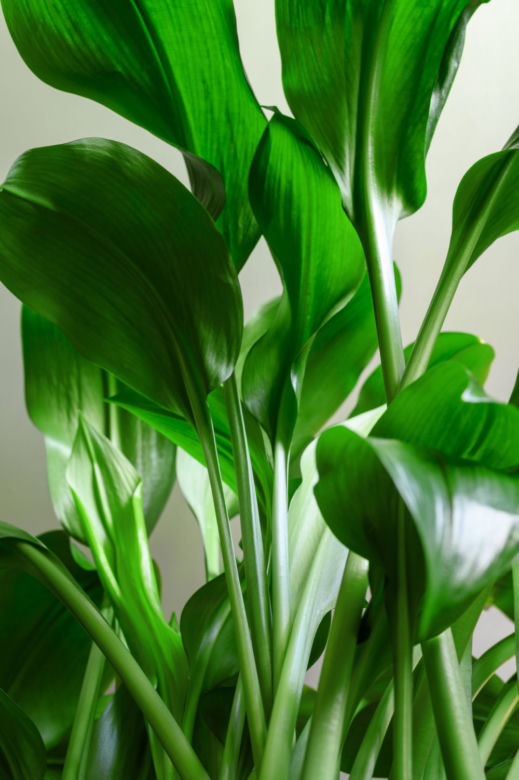 Aspidistra wyniosła