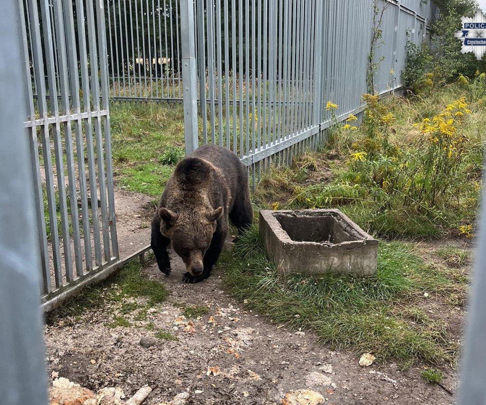 Niedźwiedź brunatny w prywatnej zagrodzie. 49-latek z zarzutami