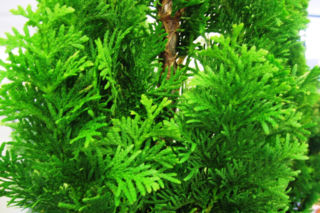 Żywotnik zachodni 'Brobeck's Tower' - Thuja occidentalis 'Brobeck's Tower'