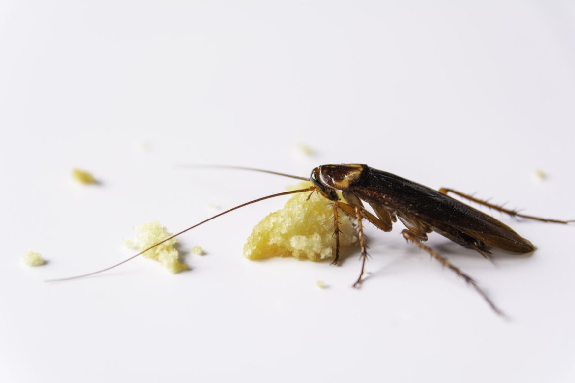 13. Karaluch, karaczan wschodni – Blatta Orientalis