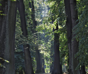 Park Książąt Pomorskich