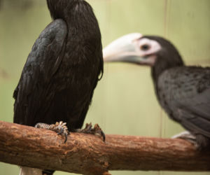 We wrocławskim zoo na świat przyszły trzy dzioborożce