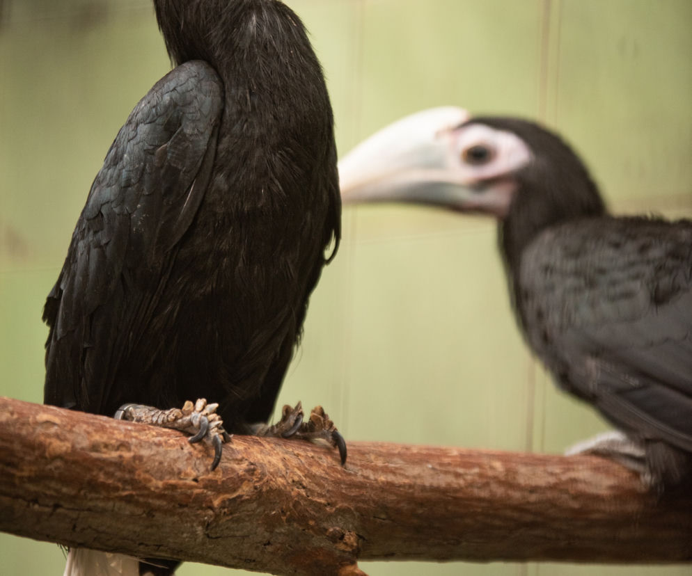 We wrocławskim zoo na świat przyszły trzy dzioborożce