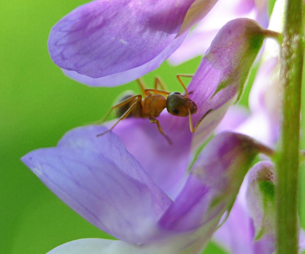 Te rośliny wabią mrówki jak magnes. Niemalże każdy ma je w swoim ogrodzie