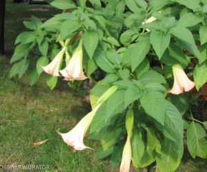 Datura: rośliny na balkon zachodni