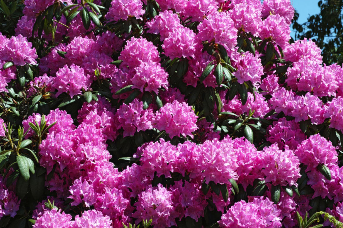 Różanecznik ‘Roseum Elegans’