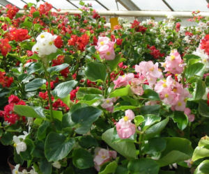 Begonia stale kwitnąca 