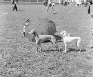 Wystawa psów na stadionie w Łodzi w maju 1972 roku