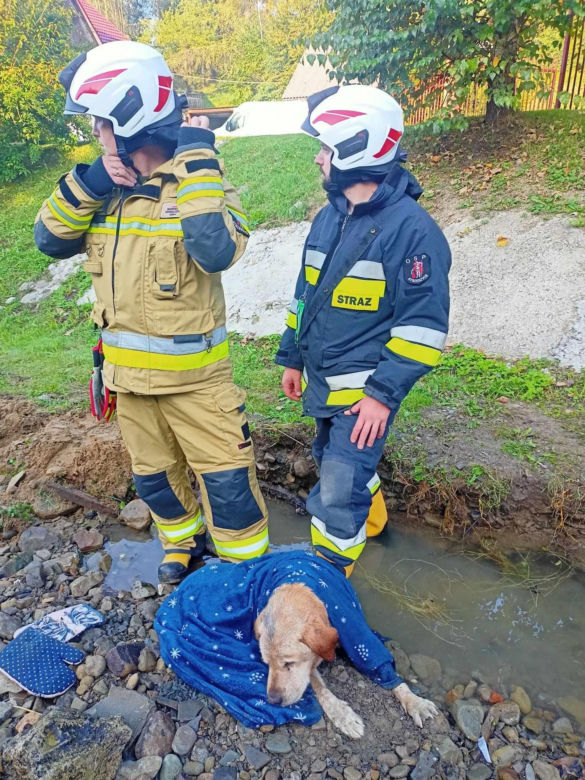 Krosna. Psiakowi groziła straszna śmierć. Uratowali go strażacy. Wzruszające zdjęcia