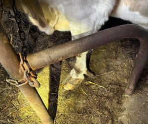 Łańcuchu wrośnięte w skórę. Piekło zwierząt w gospodarstwie