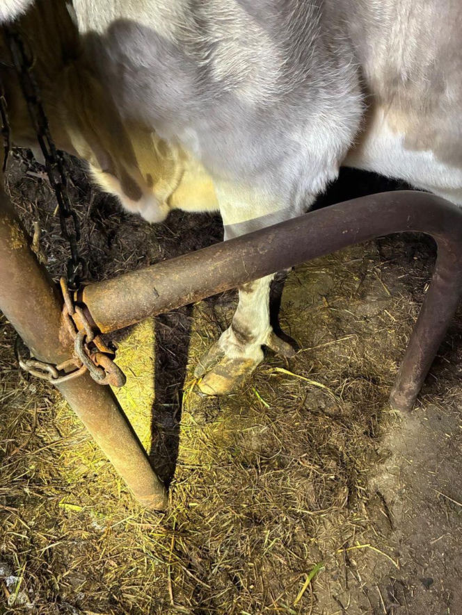 Łańcuchu wrośnięte w skórę. Piekło zwierząt w gospodarstwie