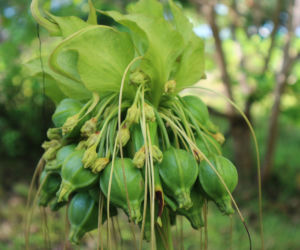 Takka