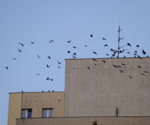 Jastrząb zaprowadzi porządek na Ursynowie. Nietypowy pomysł w Warszawie