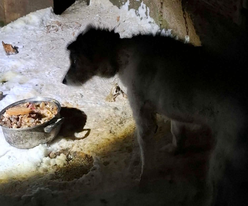 Metalowy łańcuch wrósł w szyję Reksia. Trzy kundelki z odmrożeniami. Właściciele  psów odpowiedzą za znęcanie