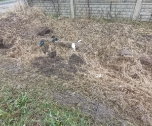 Zabił Walentynę, bo chciała od niego odjeść. Koszmar na Mazowszu