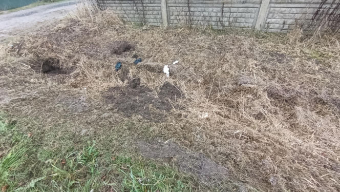 Zabił Walentynę, bo chciała od niego odjeść. Koszmar na Mazowszu
