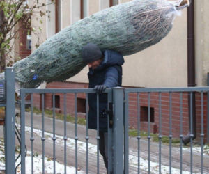 Donald Tusk z choinką