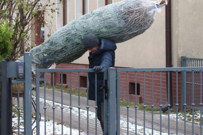 Donald Tusk z choinką