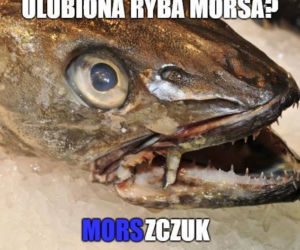 Morsowanie: MEMY 2021. Zobacz najlepsze obrazki i memy o morsowaniu! [ZDJĘCIA]