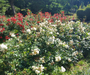 Są kolorowe, pachnące i... smaczne! Ogród Botaniczny zaprasza na jadalne kwiaty