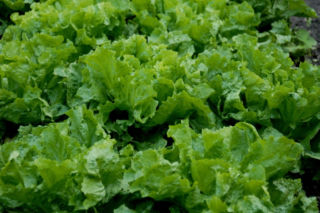 Cykoria endywia = endywia - Cichorium endivia