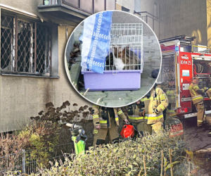 Ogień strawił mieszkanie w Warszawie. Strażacy uratowali z pożaru seniorkę i jej koty