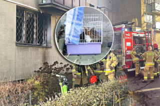 Ogień strawił mieszkanie w Warszawie. Strażacy uratowali z pożaru seniorkę i jej koty