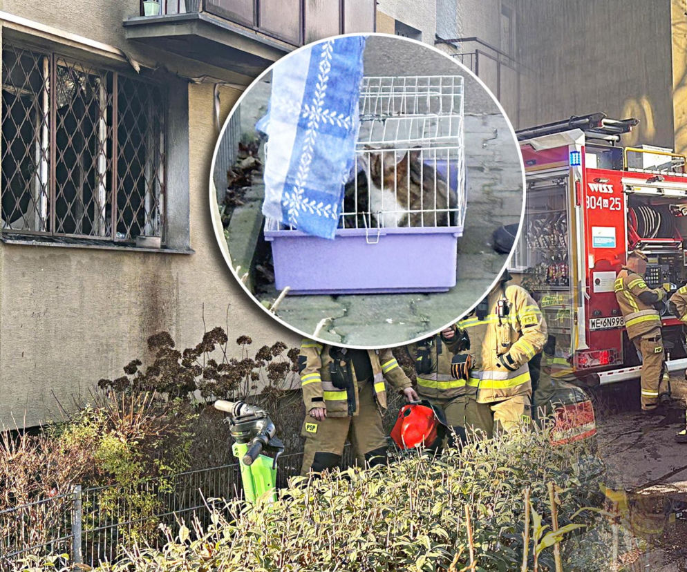 Pożar mieszkania na parterze. Strażacy z ognia wynieśli przerażonego kota
