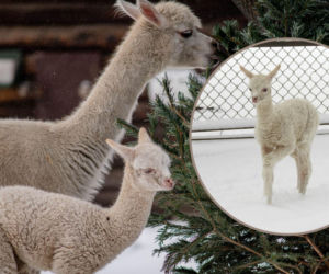 Biały jak śnieg samczyk alpaki urodził się w Warszawie. Pora wybrać mu imię!