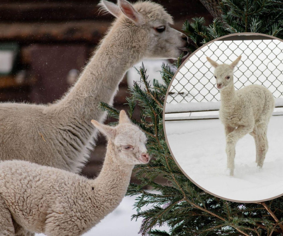 Biały jak śnieg samczyk alpaki urodził się w Warszawie