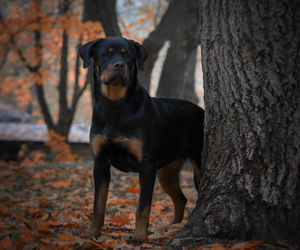Ataki psów pod Krakowem. Mieszkańcy Rząski i Szczyglic żyją w strachu