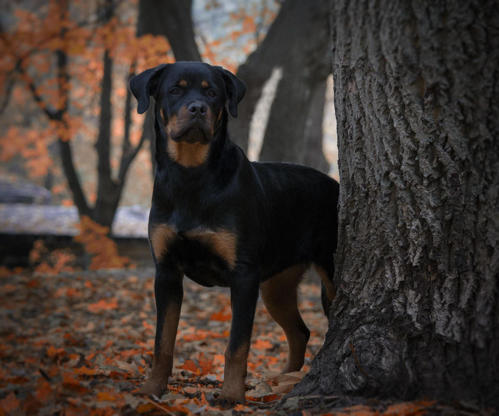 Ataki psów pod Krakowem. Mieszkańcy Rząski i Szczyglic żyją w strachu