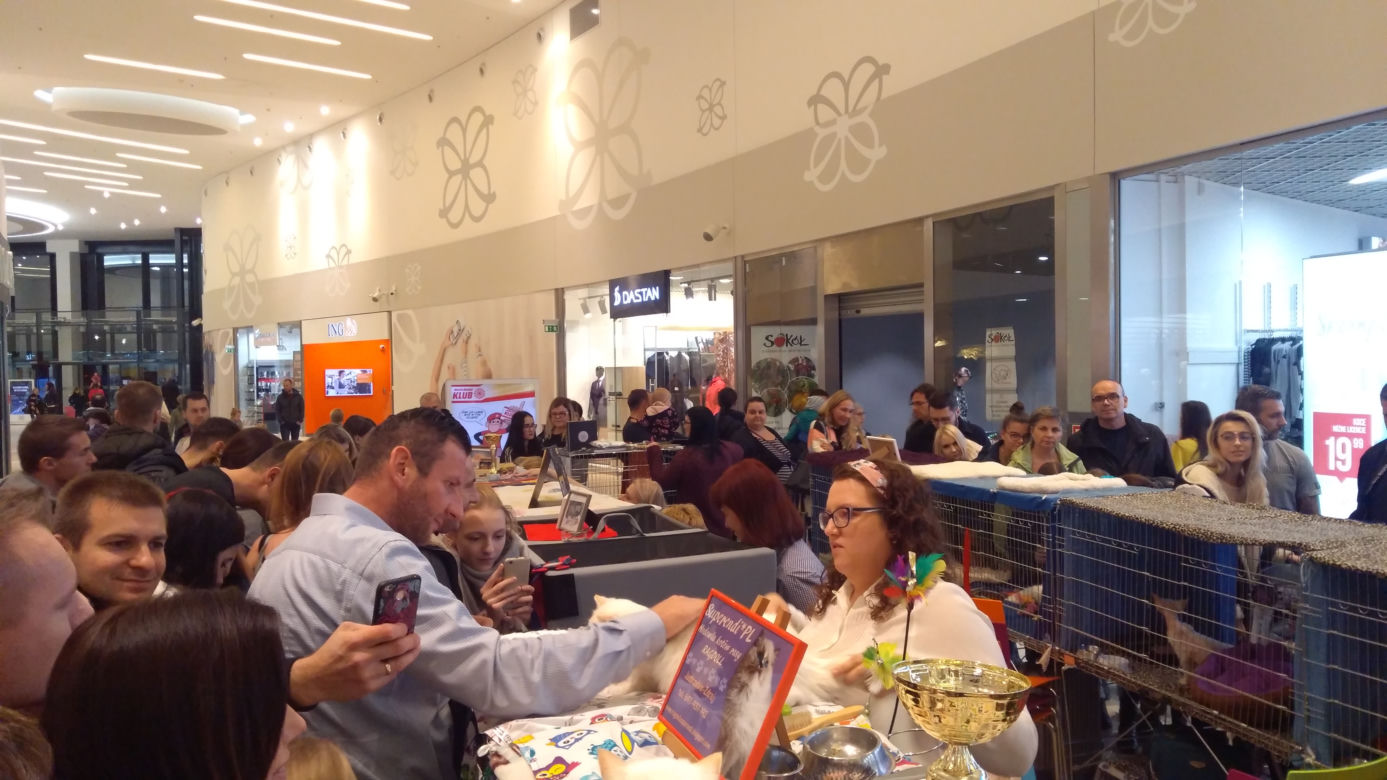 Gliwice: Przepiękne koty rasowe w Europie Centralnej. Zobaczcie [ZDJĘCIA]