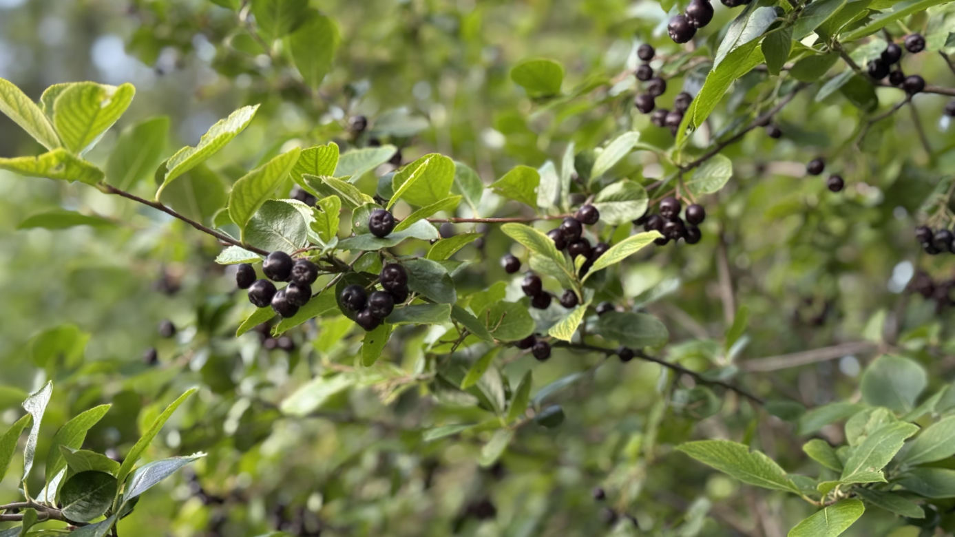Aronia, krzew i owoce