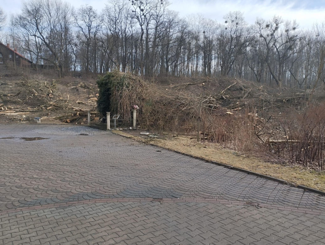 Kontrowersyjna wycinka drzew pod trasę N-Ś w Rudzie Śląskiej. Mieszkańcy: "to jest fałszerstwo na duża skalę, to skandal"