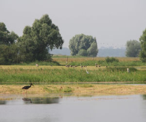 Ujście Warty